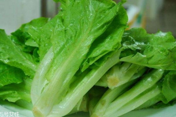 西生菜的形态特征是什么呢(生菜的特征简介)