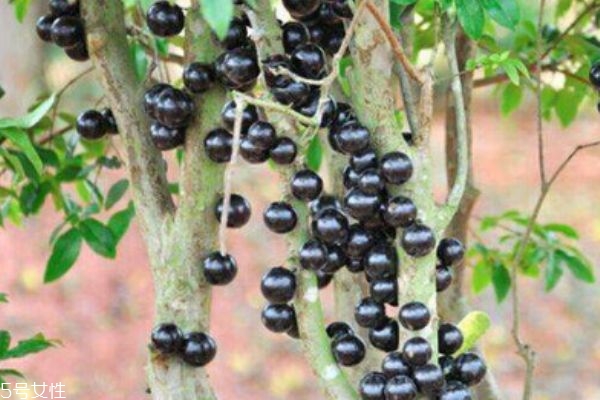 嘉宝果生长在什么环境里呢(嘉宝果的生长环境)