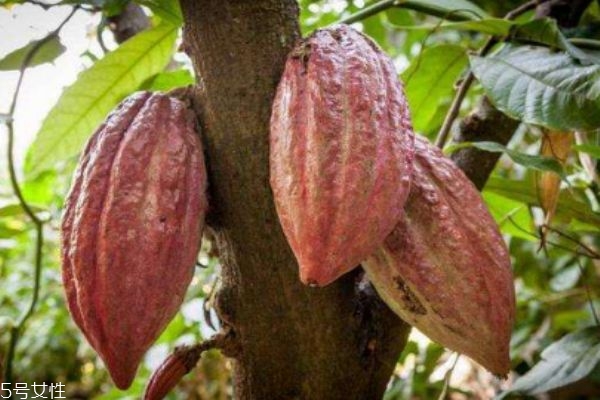 可可果主要产地是哪里呢(可可果生长在哪里)