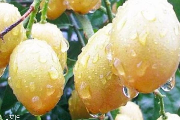 黄皮的生长环境是怎么样的呢(黄皮生长环境和温度)