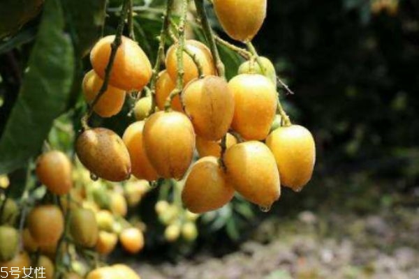 黄皮的皮可以吃吗(黄皮果的皮可以吃吗?)