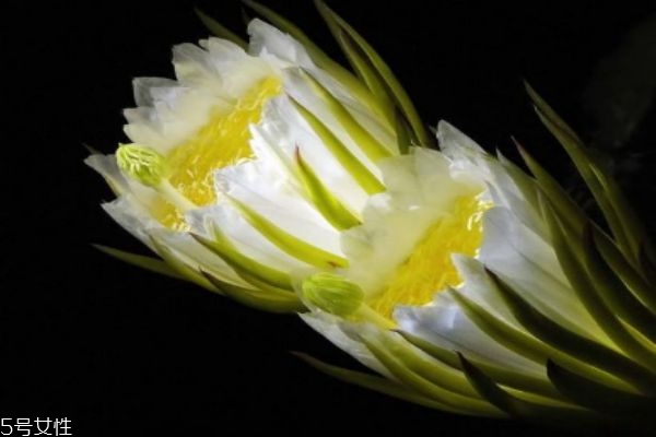 霸王花有什么禁忌吗(霸王花的禁忌)