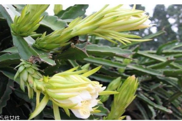 霸王花可以吃吗(煲汤的霸王花可以吃吗)