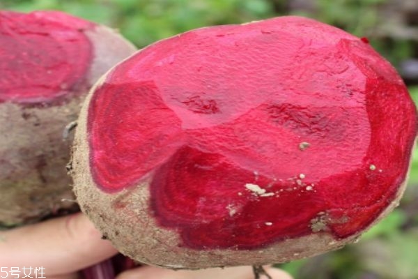 红菜头的生长环境是怎么样的呢(红菜头种植) 红菜头的生长环境是怎么样的呢(红菜头种植)