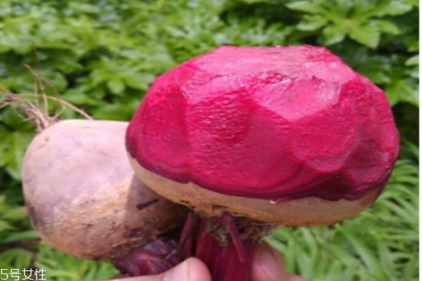 红菜头应该怎么挑选呢(红菜头怎么吃最好)