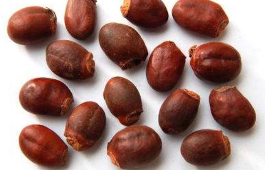 荔枝核的功效和作用的功能和主治,荔枝核的功效和作用及禁忌