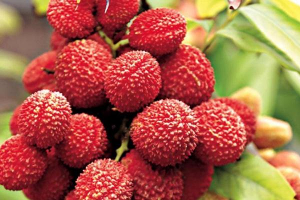 荔枝要用水泡着吗,泡荔枝的水是什么