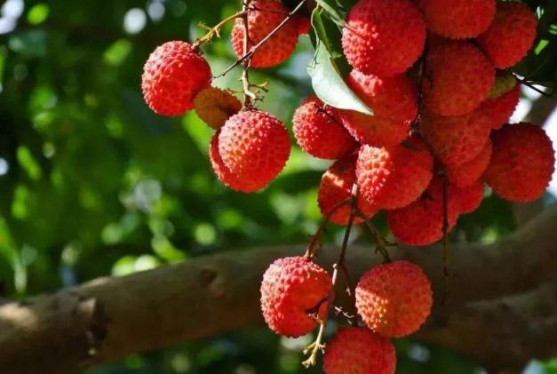 吃荔枝可以查出酒驾是真的吗,吃荔枝可以查出酒驾是真的吗蚂蚁庄园 吃荔枝可以查出酒驾是真的吗,吃荔枝可以查出酒驾是真的吗蚂蚁庄园