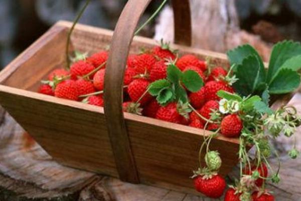 草莓可以多吃吗?,冬天草莓可以多吃吗 草莓可以多吃吗?,冬天草莓可以多吃吗