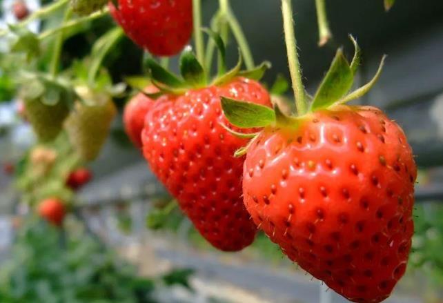 为什么吃草莓会过敏,吃草莓会过敏吗