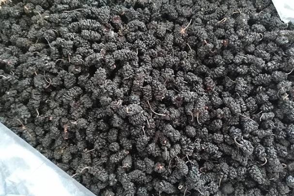 桑葚干不洗能直接吃吗,桑葚可以不洗直接吃吗