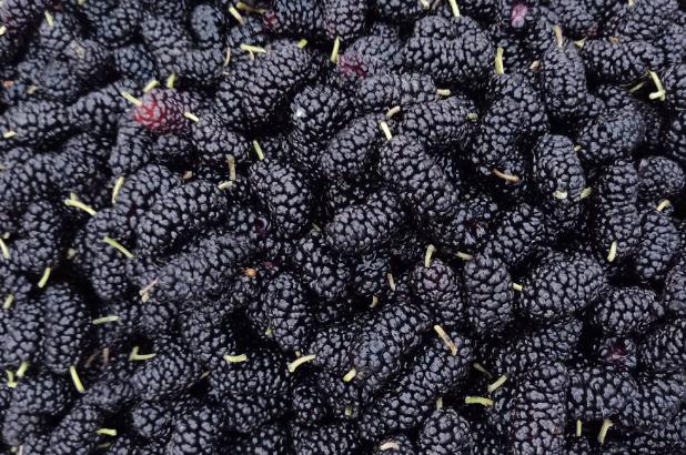 吃桑葚干有什么好处和坏处,桑葚干吃了有什么好处