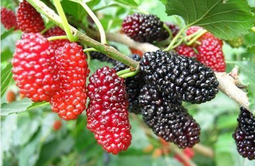 降血压的食物有哪些,吃什么降血压,降血压的食物有哪些? 降血压的食物有哪些,吃什么降血压,降血压的食物有哪些?