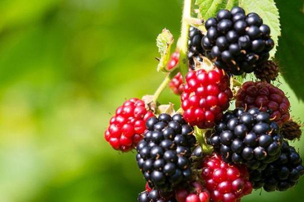 桑葚一次吃多少为宜,桑葚一次吃多少合适 桑葚一次吃多少为宜,桑葚一次吃多少合适