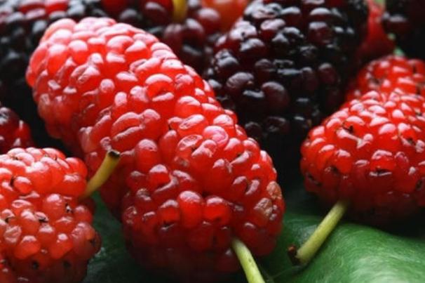 桑葚放冰箱可以放多久,桑葚需要放冰箱冷藏吗