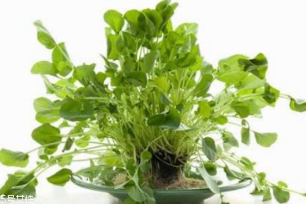 西洋菜有什么食用禁忌吗(西洋菜的禁忌)