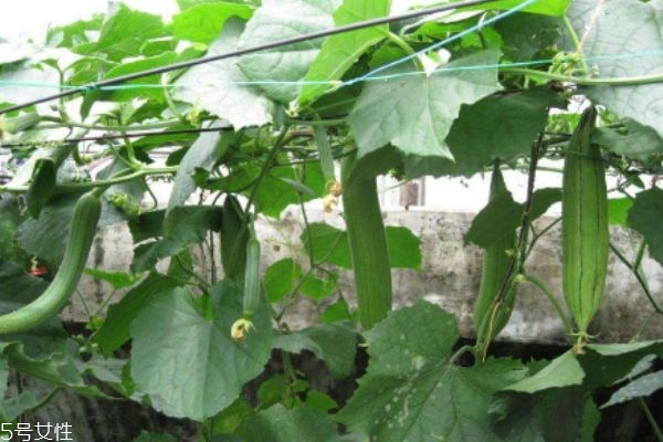 水瓜生长在什么环境里呢(水瓜怎样种和管理)