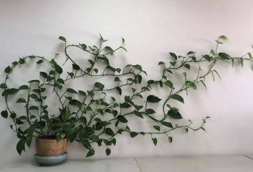 大叶绿萝和小叶绿萝哪个好养,绿萝大叶子好还是小叶子好