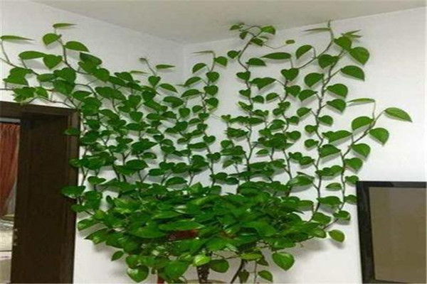 绿萝的病虫害以及防治,绿萝病虫有哪些怎么处理 绿萝的病虫害以及防治,绿萝病虫有哪些怎么处理