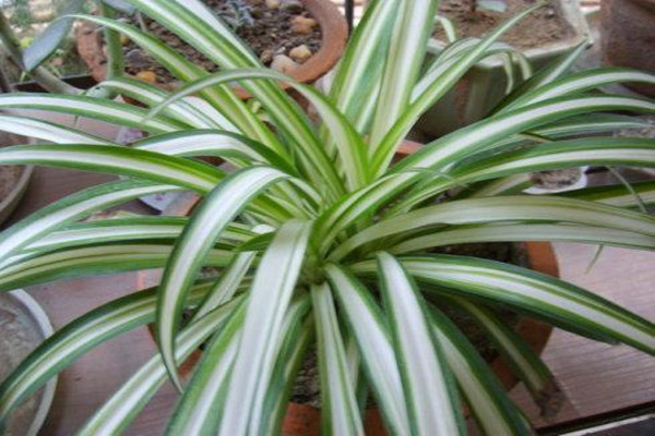 金心吊兰可以放卧室吗,孕妇房间可以放吊兰吗