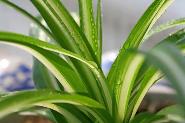 金心吊兰有毒吗,吊兰释放氧气吗