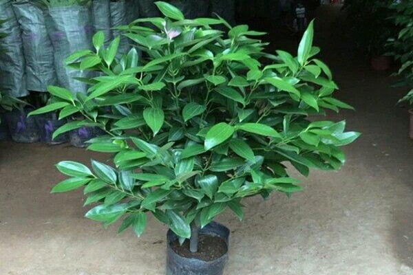 平安树能过冬天吗,平安树能在室外过冬吗