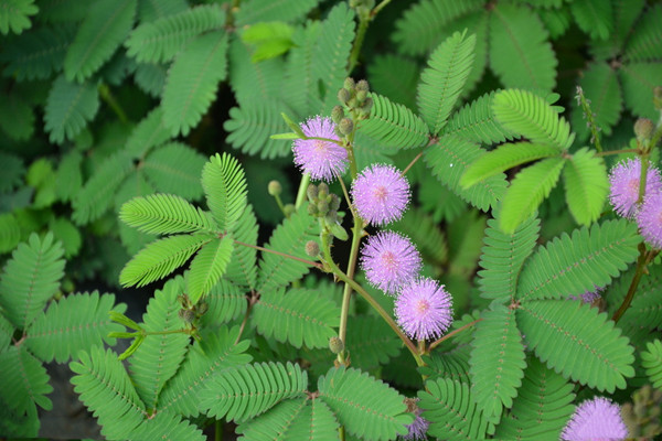 养含羞草的方法视频,养含羞草的方法 养含羞草的方法视频,养含羞草的方法