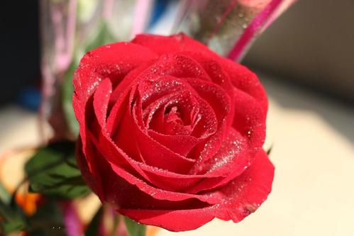 玫瑰花水养可以养几天,水养玫瑰花期是多长时间