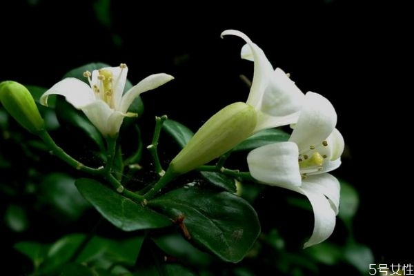 夜合花的功效,夜合花是什么花