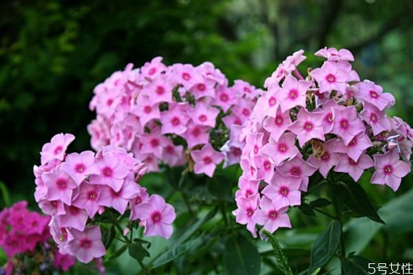 紫娇花的功效和作用,紫花的功效和作用是什么