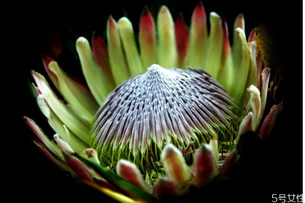 帝王花的养殖方法和注意事项,帝王花怎么养