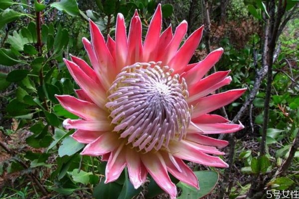 帝王花的功效和作用,帝王花有几种 帝王花的功效和作用,帝王花有几种