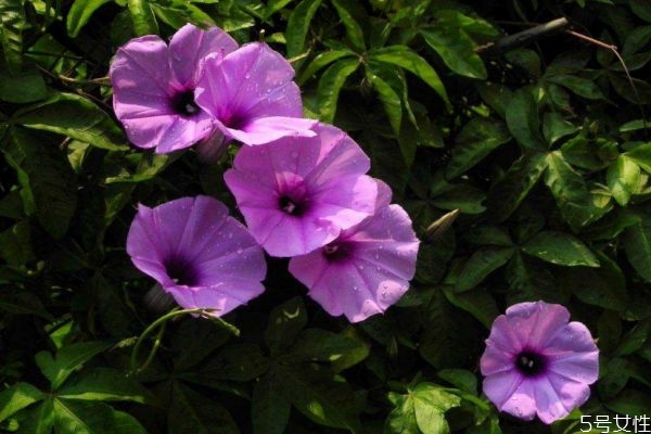 月光花对哪些植物有用,月季花需要阳光照射吗 月光花对哪些植物有用,月季花需要阳光照射吗
