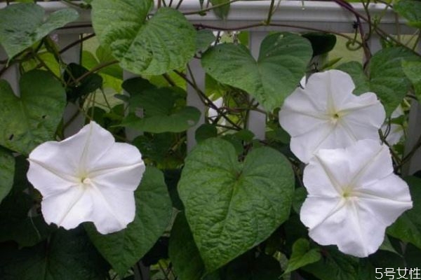月光花的作用,月光花对哪些植物有用 月光花的作用,月光花对哪些植物有用
