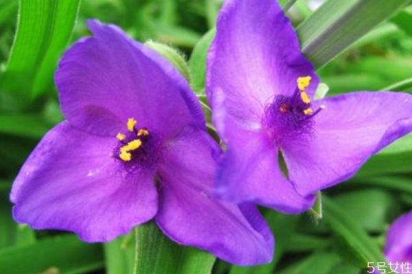 紫露草的养殖方法和注意事项,紫草适合什么地方种植