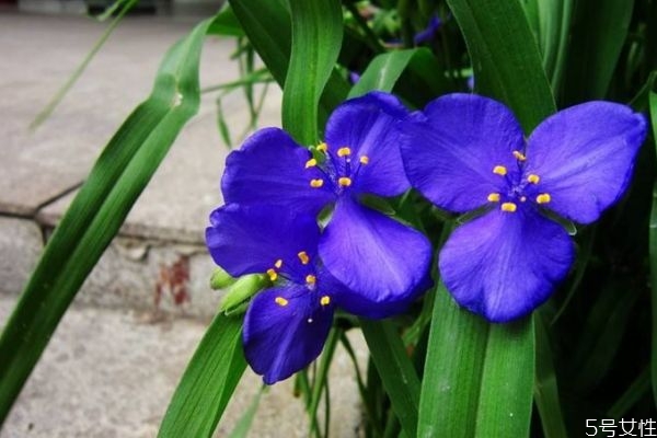 紫露草的功效和作用,紫草露的作用