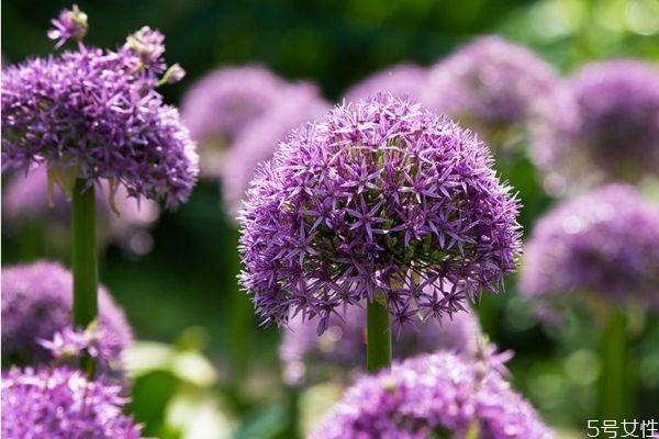 大葱的作用是什么,葱花的作用