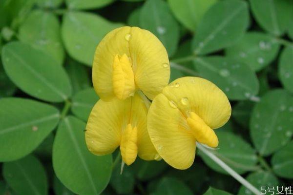 蔓花生药用价值,花生藤的功效和作用