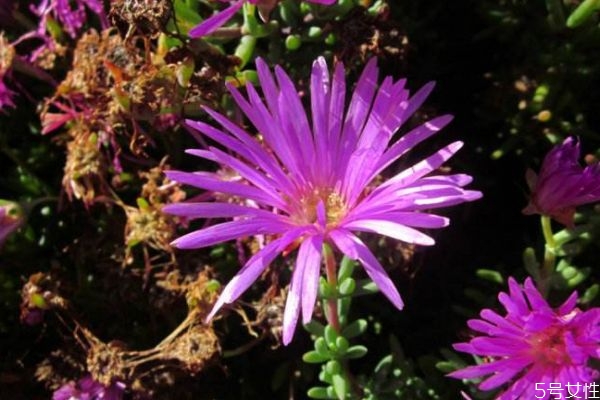 松叶菊什么时候种植,松叶菊怎么养 松叶菊什么时候种植,松叶菊怎么养