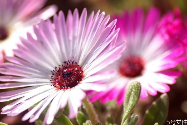松叶菊的功效和作用,松果菊的作用 松叶菊的功效和作用,松果菊的作用