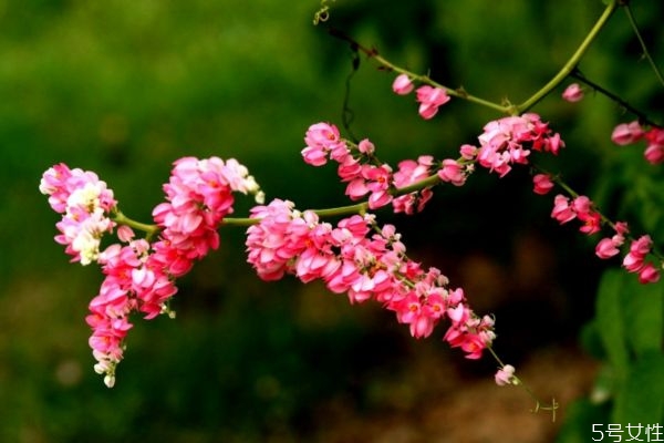 珊瑚藤的养殖方法和注意事项,珊瑚藤怎么养