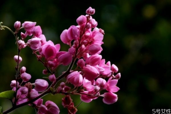 珊瑚藤有毒吗,珊瑚藤怎么养