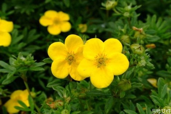 野生金露梅盆景,金露花冬天可以修剪吗