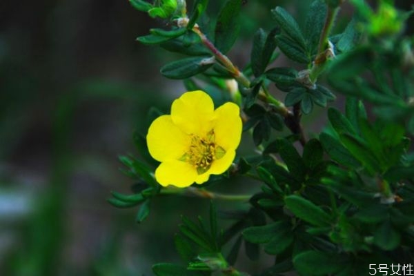 金露梅的功效和作用,金露梅和银露梅 金露梅的功效和作用,金露梅和银露梅