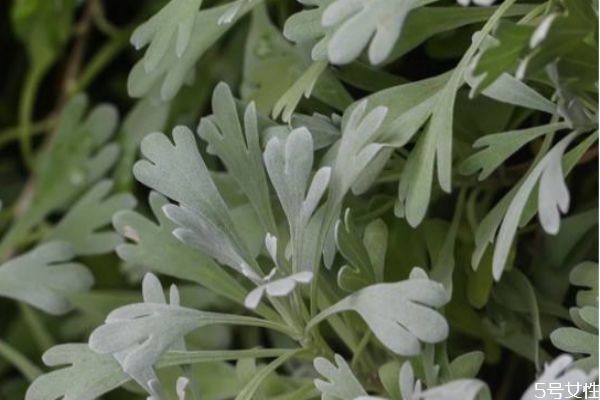 芙蓉菊有什么功效和作用,芙蓉菊的功效