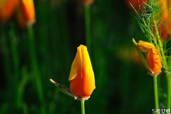 花菱草的种植方法和注意事项,花菱草什么时候播种最好