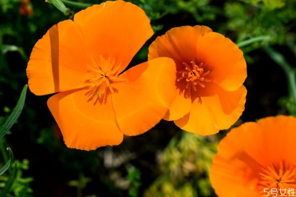 花菱草的功效和作用,花菱草的药用价值