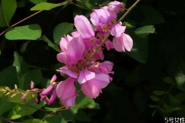 吊兰花怎么栽培,蓝色花灌木