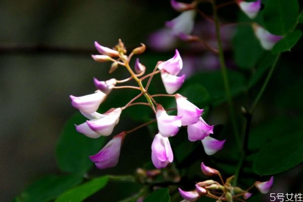 木蓝的功效和作用,木兰花作用