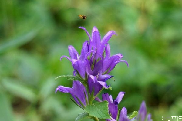 钓钟柳耐寒吗,钓钟柳花期 钓钟柳耐寒吗,钓钟柳花期